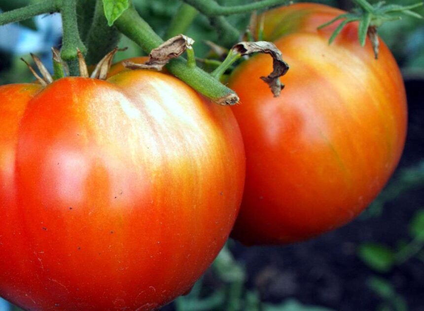 Tomato Sunscald – Straightforward strategies to Forestall Sunscald on Tomatoes