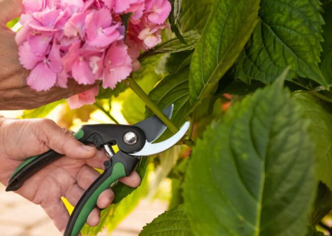 When to Prune Hydrangeas (by Kind) For the Biggest Flowers