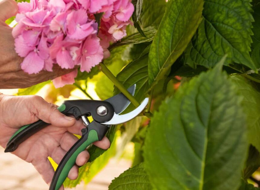 When to Prune Hydrangeas (by Kind) For the Biggest Flowers